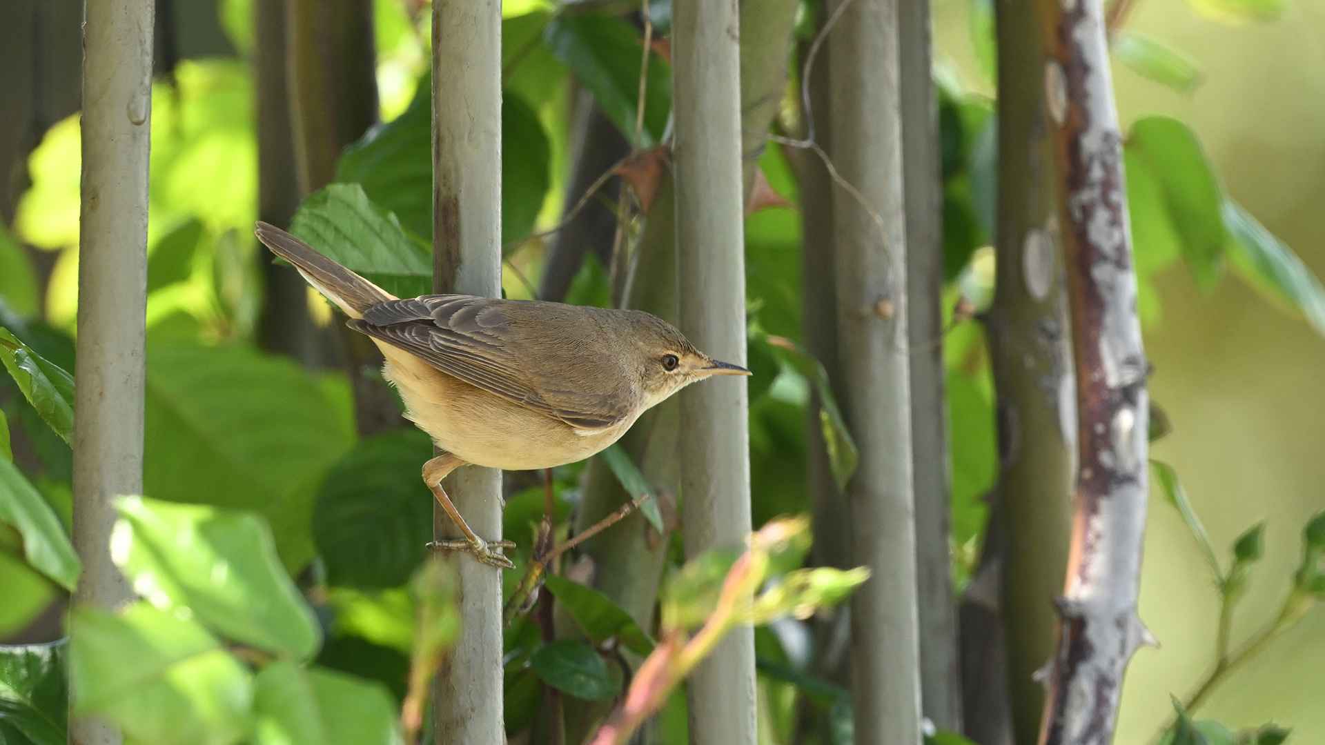 Marsh Warbler